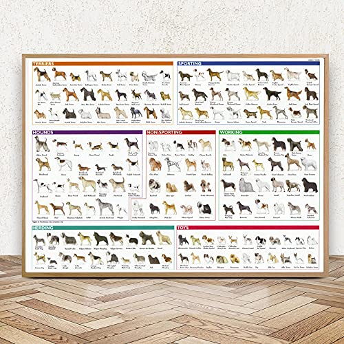 ZHJJD Popular El Diagrama de la Tabla de Razas de Perros Póster de Animales Diagrama de Pinturas de Perros Lienzo Arte de la Pared Cuadros Salon de Estar Decoracion Impresiones 60x80cm Sin Marco