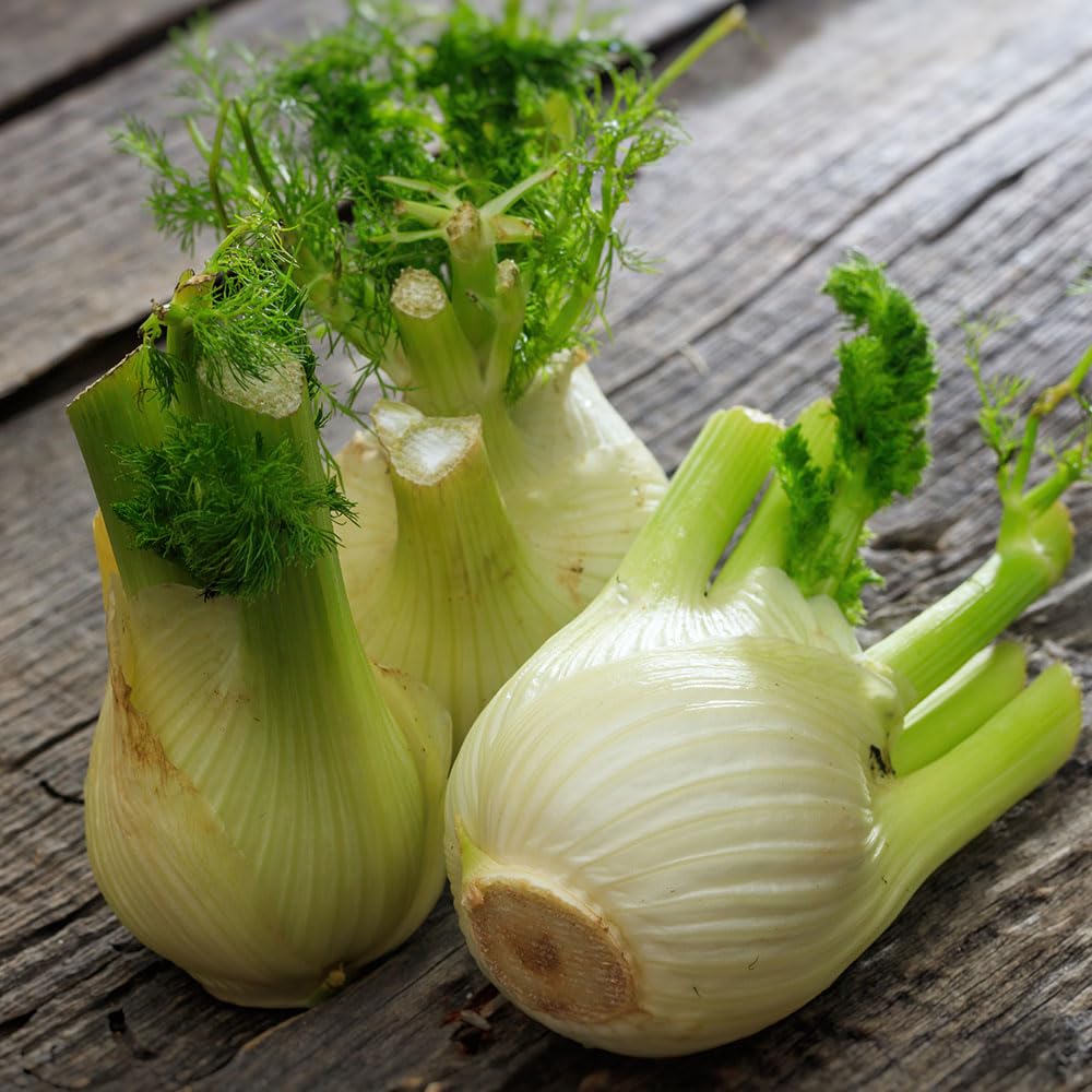 Fennel Romanesco Seeds – Heritage Italian Finocchio – Large Round Bulbs – Crisp, Sweet Flavour