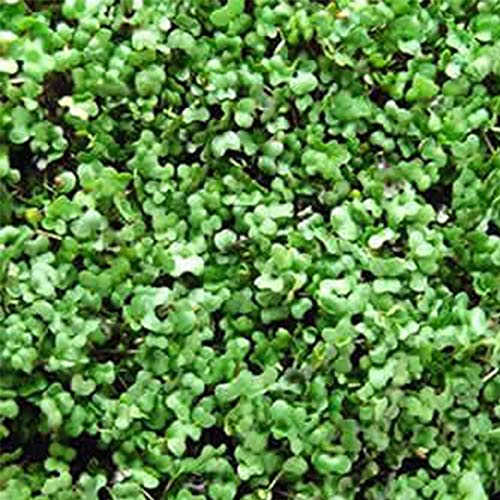 Basic Salad Mix Microgreens Seeds | Non-Gmo Micro Green Seed Blend | Broccoli, Kale, Kohlrabi, Cabbage, Arugula, & More (5 Pounds) #TOP1