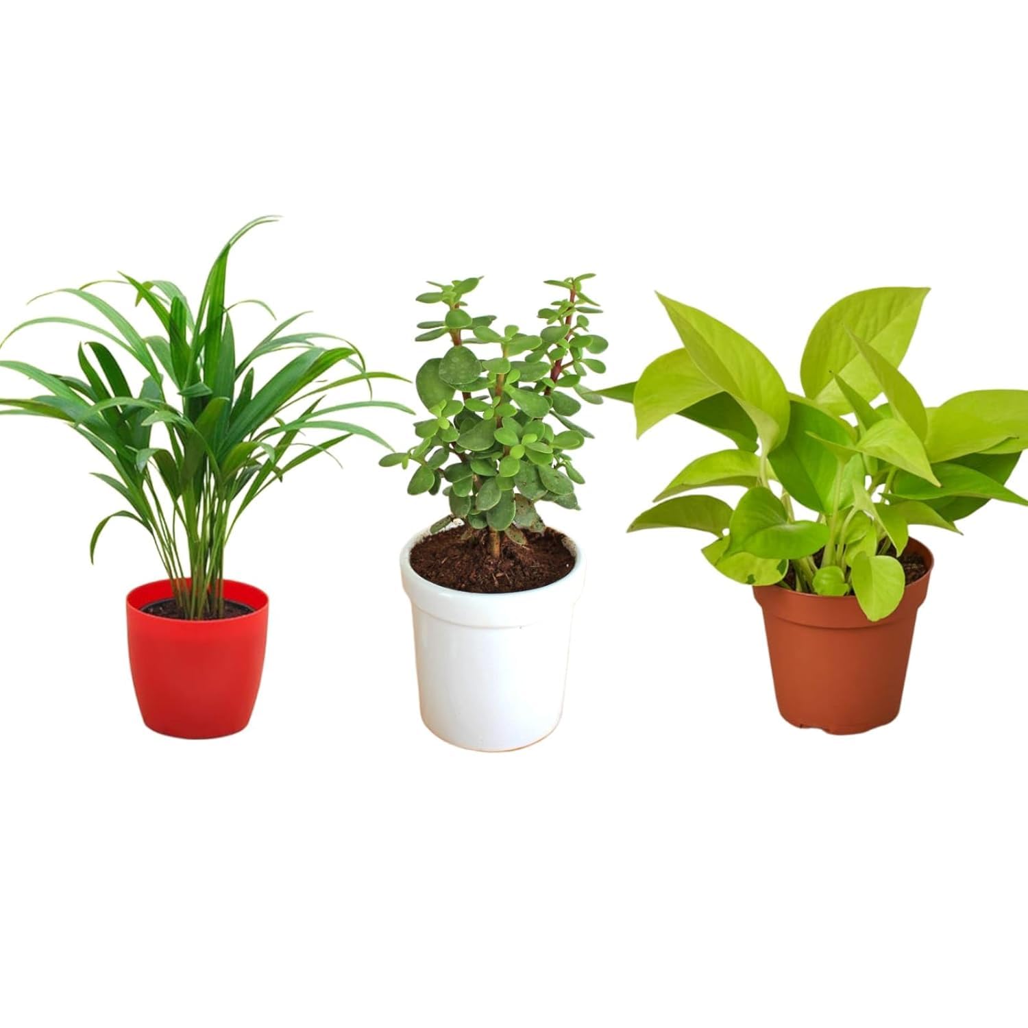 Greenursery Live Combo of 3 Oxygen Rich Air Purifying Indoor Plants (Snake Plant, Dwarf snake, Areca Palm) | Easy to care | (B0D3BBHJYB) Amazon Price History, Amazon Price Tracker