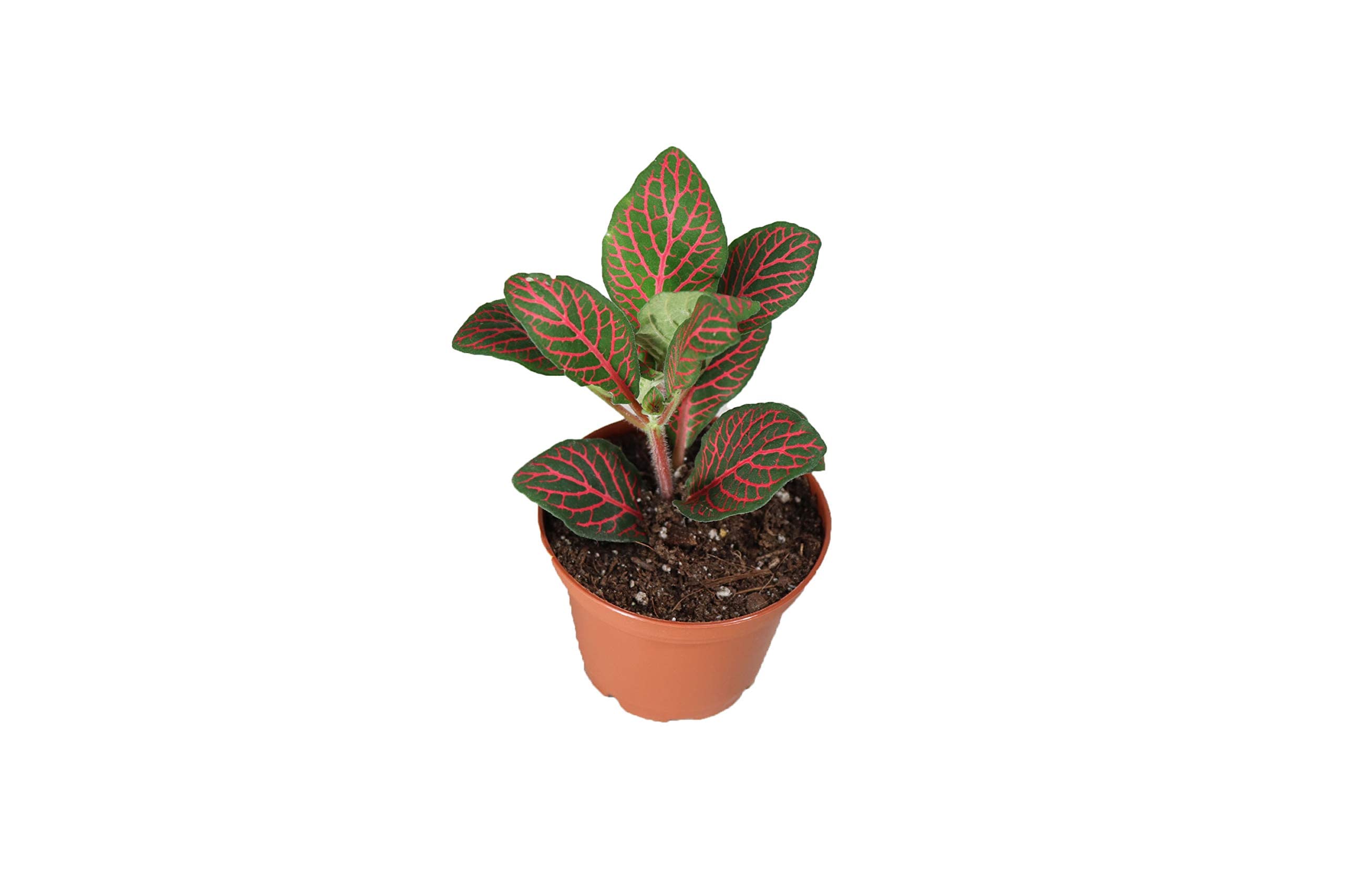 Red Fittonia California Tropicals