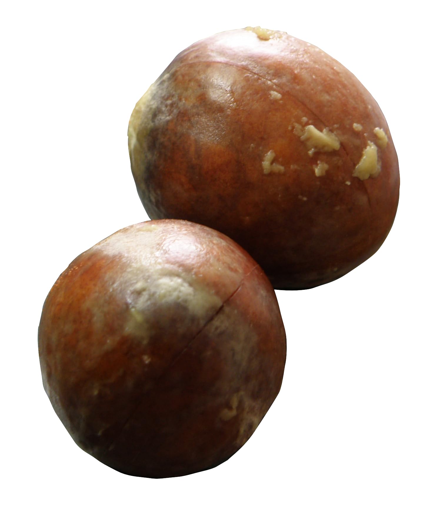 Midday farm Kerala Avacado fruit Seeds for planting, 4 Nos (B0CQLH69RC) Amazon Price History, Amazon Price Tracker