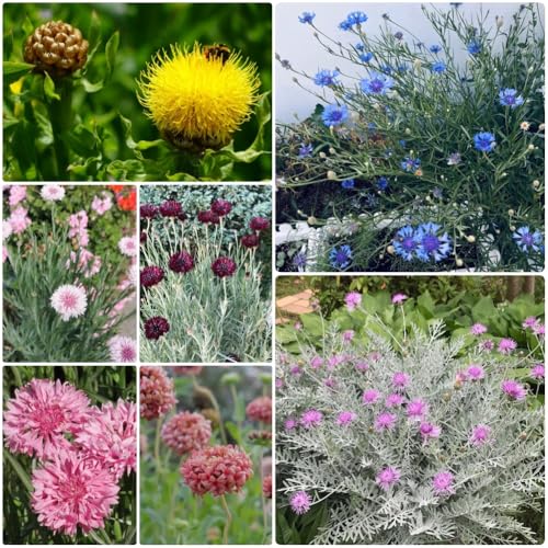 Semillas de aciano, orgánicas Centaurea cyanus, resistentes para el jardín Semillas de variedades antiguas 300pcs