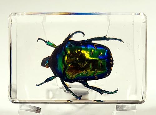 Escarabajo británico Chafer de rosa real de 1.732 pulgadas en resina de lucita cristalina, muestra preservada de cetonia aurata, insectos,