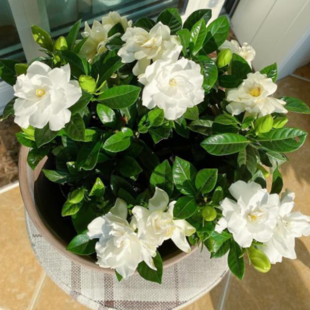 Amazon.com : Cape Jasmine Plants Indoor Live, 4 to 6 Inc Tall, 2