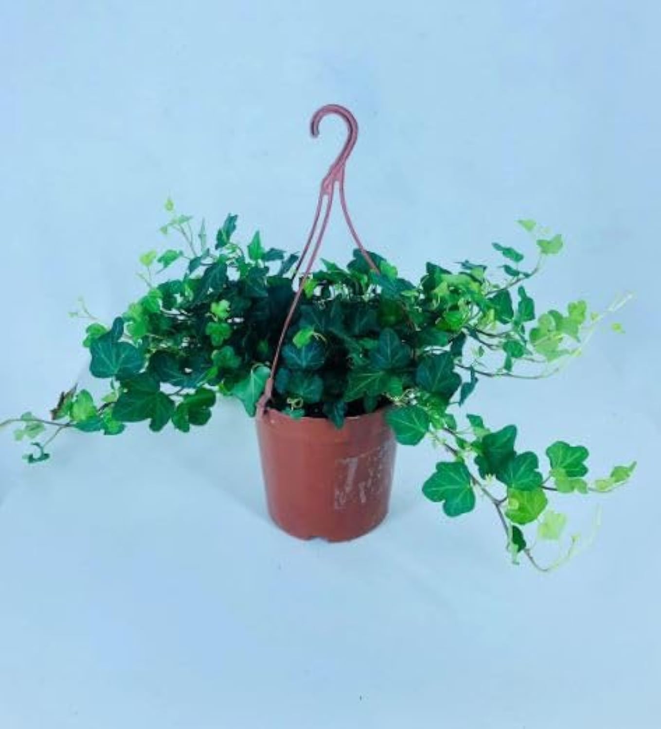English Ivy in Hanging Pot | 25-30 CM Indoor Plant for Fresh Air & Stylish Decor | Ideal Low-Maintenance Greenery