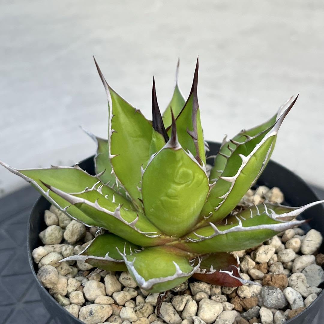 Amazon.co.jp: アガベ ホリダ 実生選抜 強棘 コンパクト 多肉 観葉植物