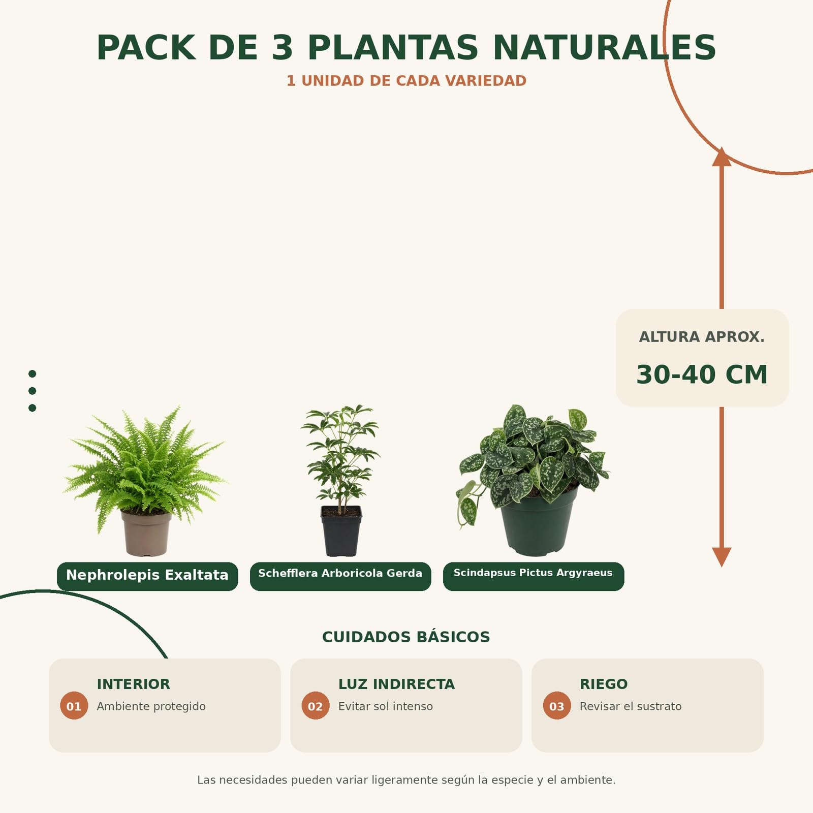 Pack 3 Plantas de Interior para Rincones con Plantas DECOALIVE