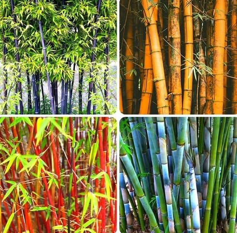 Fresh 100pcs Mixed Bamboo Tree Seeds