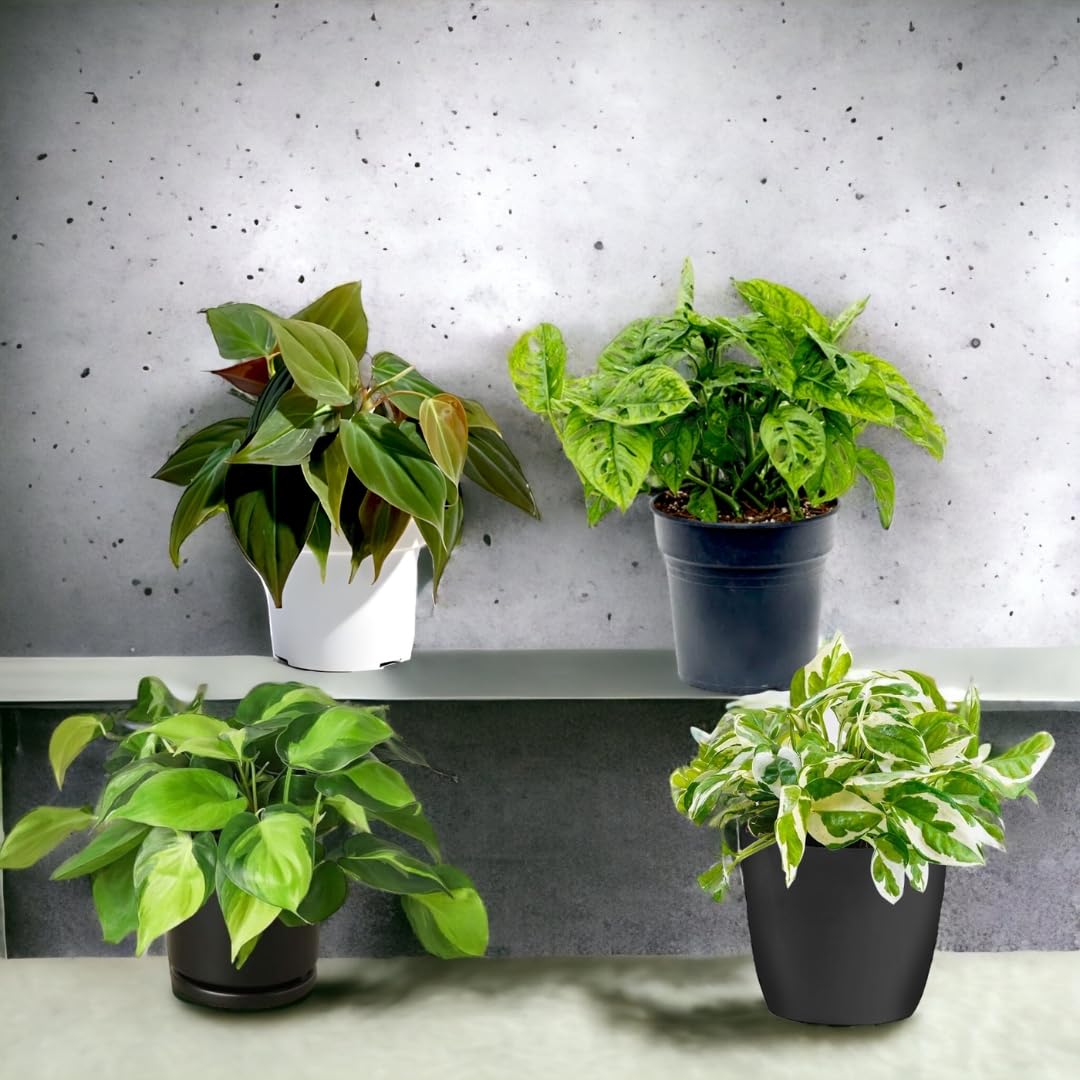 Amulya FARMS & NURSERY Indoor Live Air Purifier Money Plants Best for Living Room, Home, Office, Table & Kitchen (Air Purifying Creepers) (B0CMTL58LR) Amazon Price History, Amazon Price Tracker