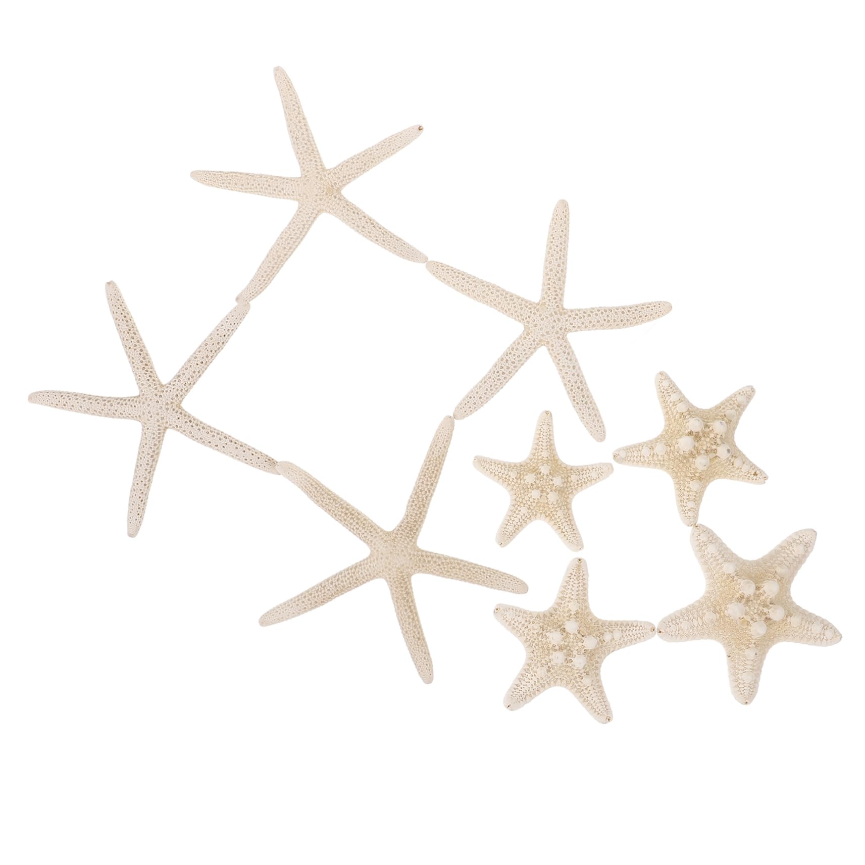 NUOBESTY 40 Piezas Botella de de Estrella de mar Concha Marina pequeña Concha de Vieira Decoración Acuario Manualidades Marinas decoración Decorativa de Estrellas de mar