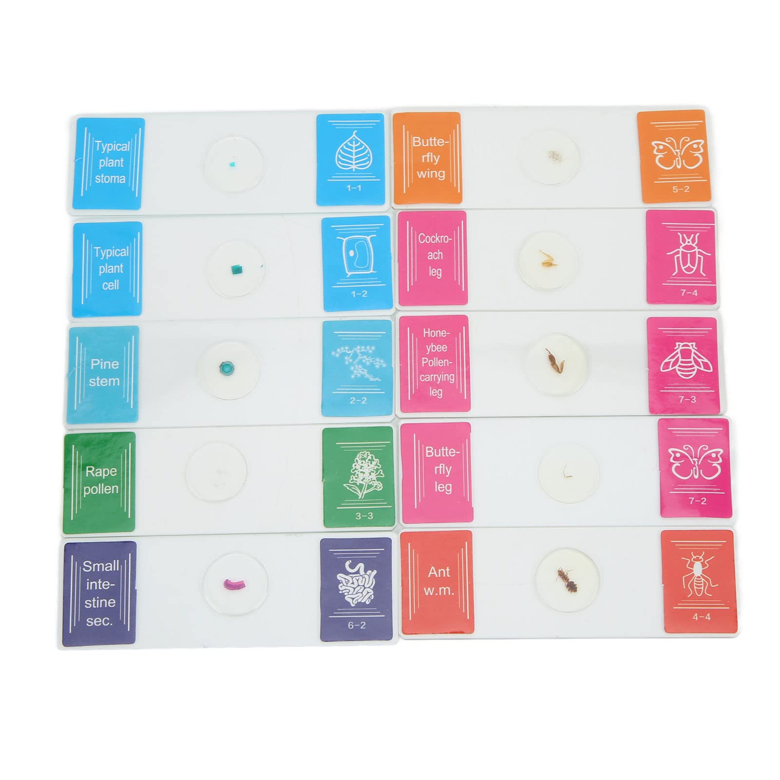 BORDSTRACT 10 Microscope Slides, Children's Biology Slide Set, Glass Slides for Cell Samples of Bacteria, Plants and Animals