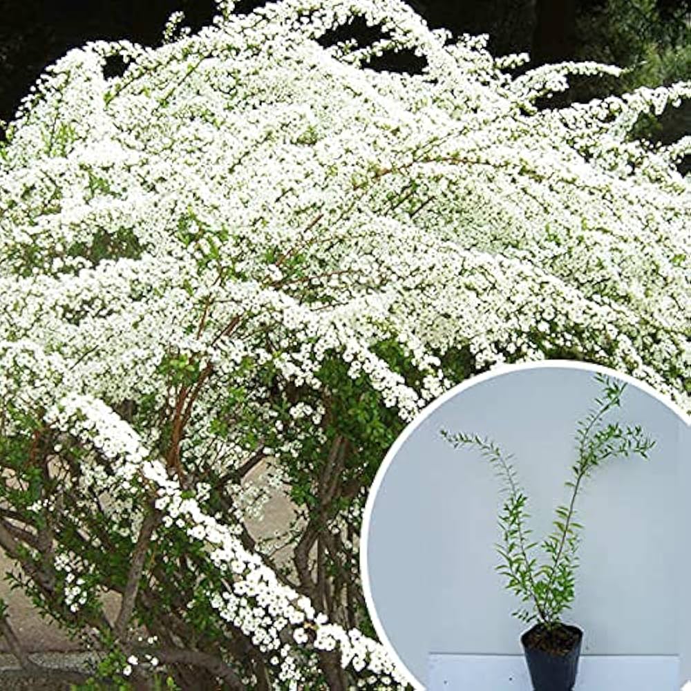 Amazon.co.jp: 苗/苗木 ユキヤナギ 樹高0.4m前後 15cmポット 雪柳