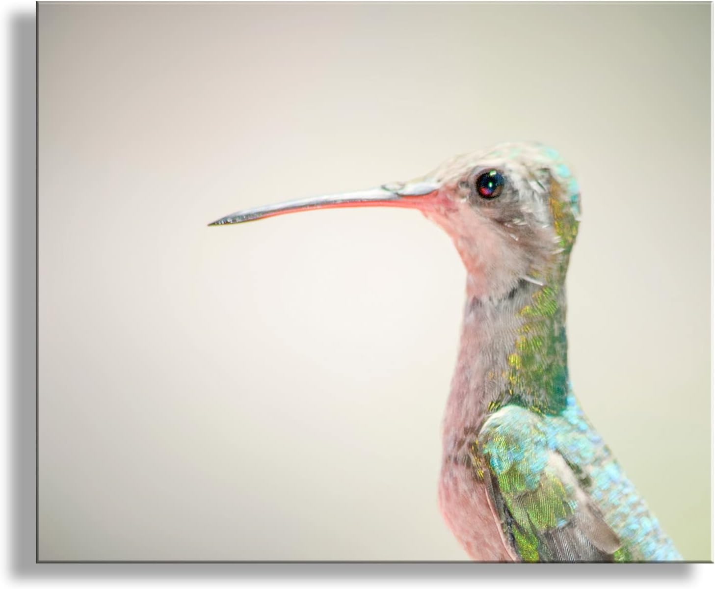 Hummingbird Art Photograph as Minimalist Nature Decor for Home