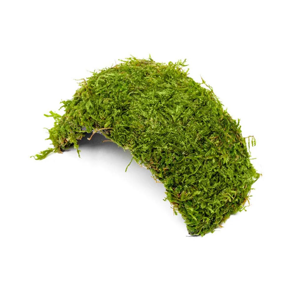 Christmas Moss on Bridge