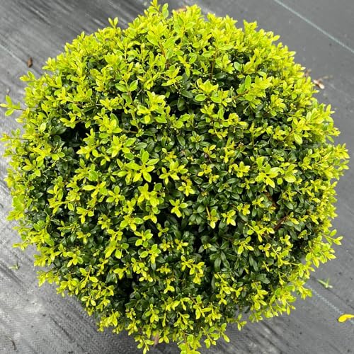 350 piezas Semillas de plantas de acebo - Ilex crenata - semillas orgánicas plantas en macetas para exterior plantas verdes plantas trepadoras plantas de interior semillas abeja pasto