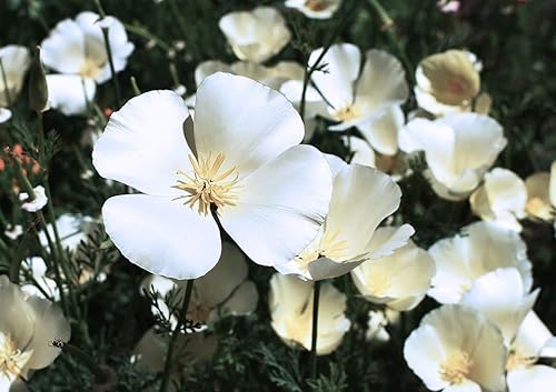 Miniatura 4 de Semillas blancas de amapola de California para plantar "Ivory Castle", más de 1000 semillas por paquete, semillas de jardín de Isla (semillas de