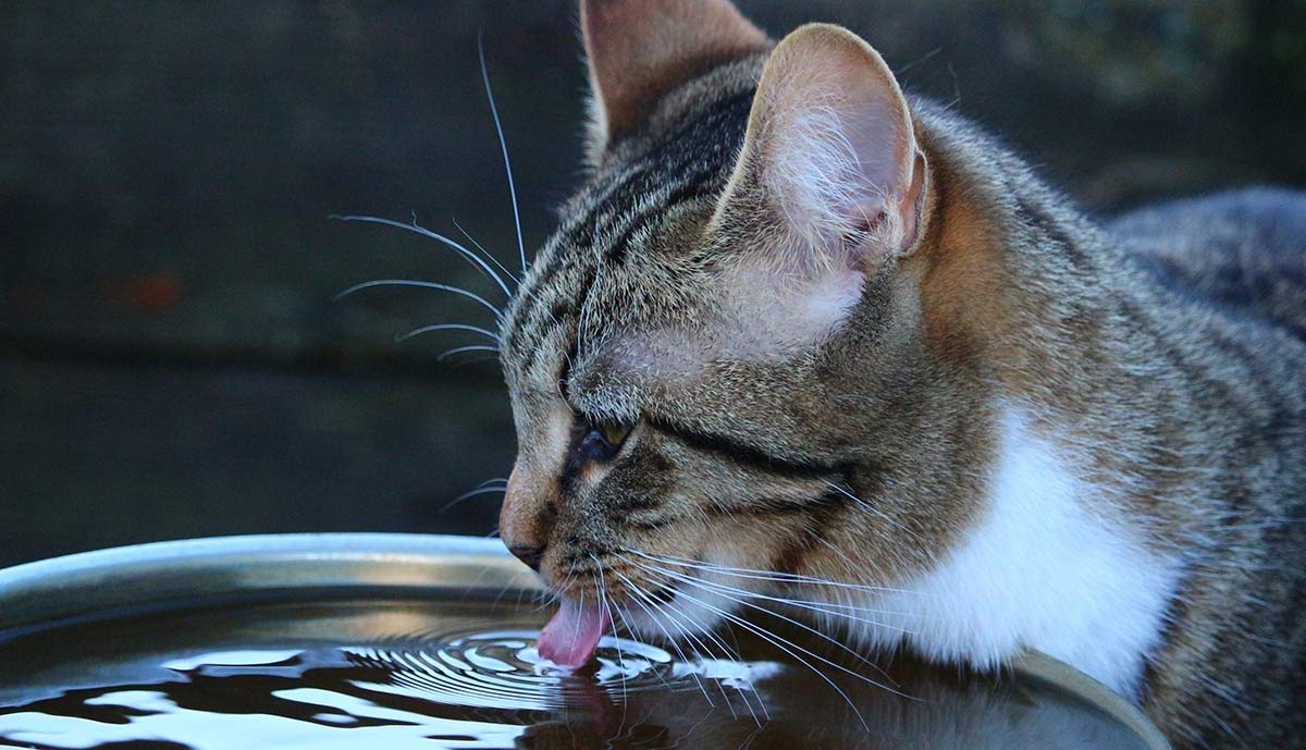 Filtro de Agua Compatible con Drinkwell Platium Pet Dog Cat Fountain Premium Filtros de carbón 12 Unidades