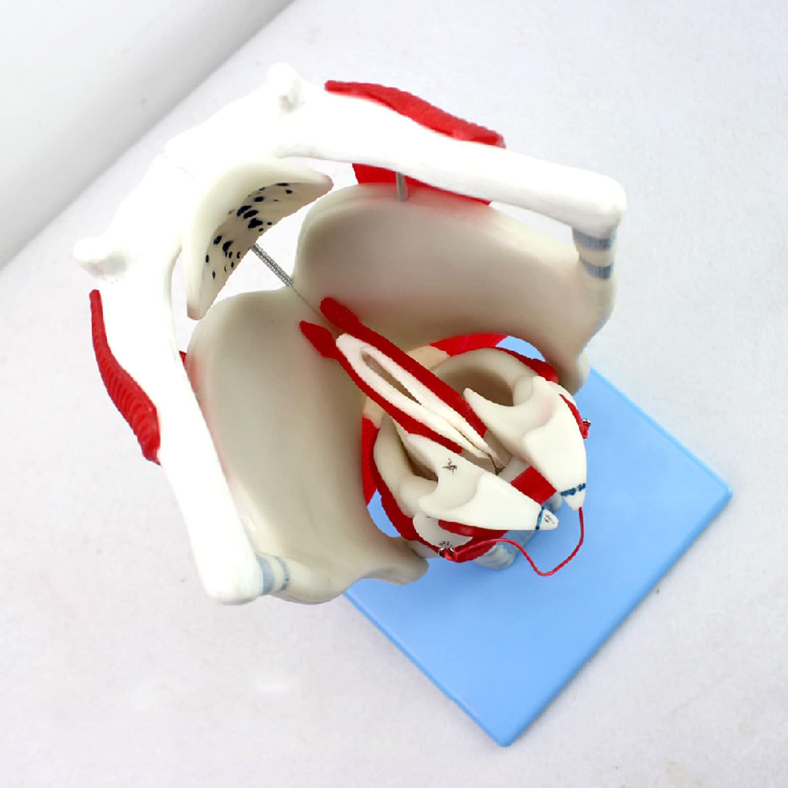 Model anatomiczny gardła – 24 części wskaźnik do nauczania i