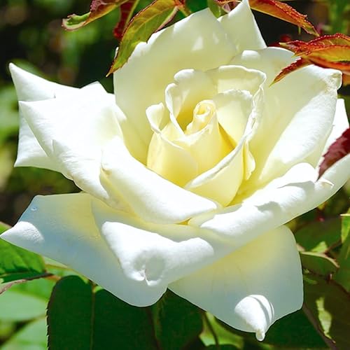 Rose Plant Live, fragante arbusto de flores de reliquia, de 5 a 10 pulgadas de alto, crece como trepador o arbusto para jardín al aire libre, sin