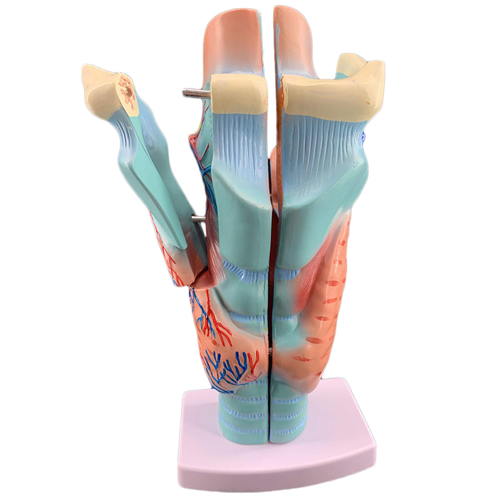 sjdoPulse Throat Organ Model - 2X Magnification Human Larynx Joint Model - Professional Magnified Human Organ Anatomical Model Life Size Throat Model - Removable 5-Parts (A)