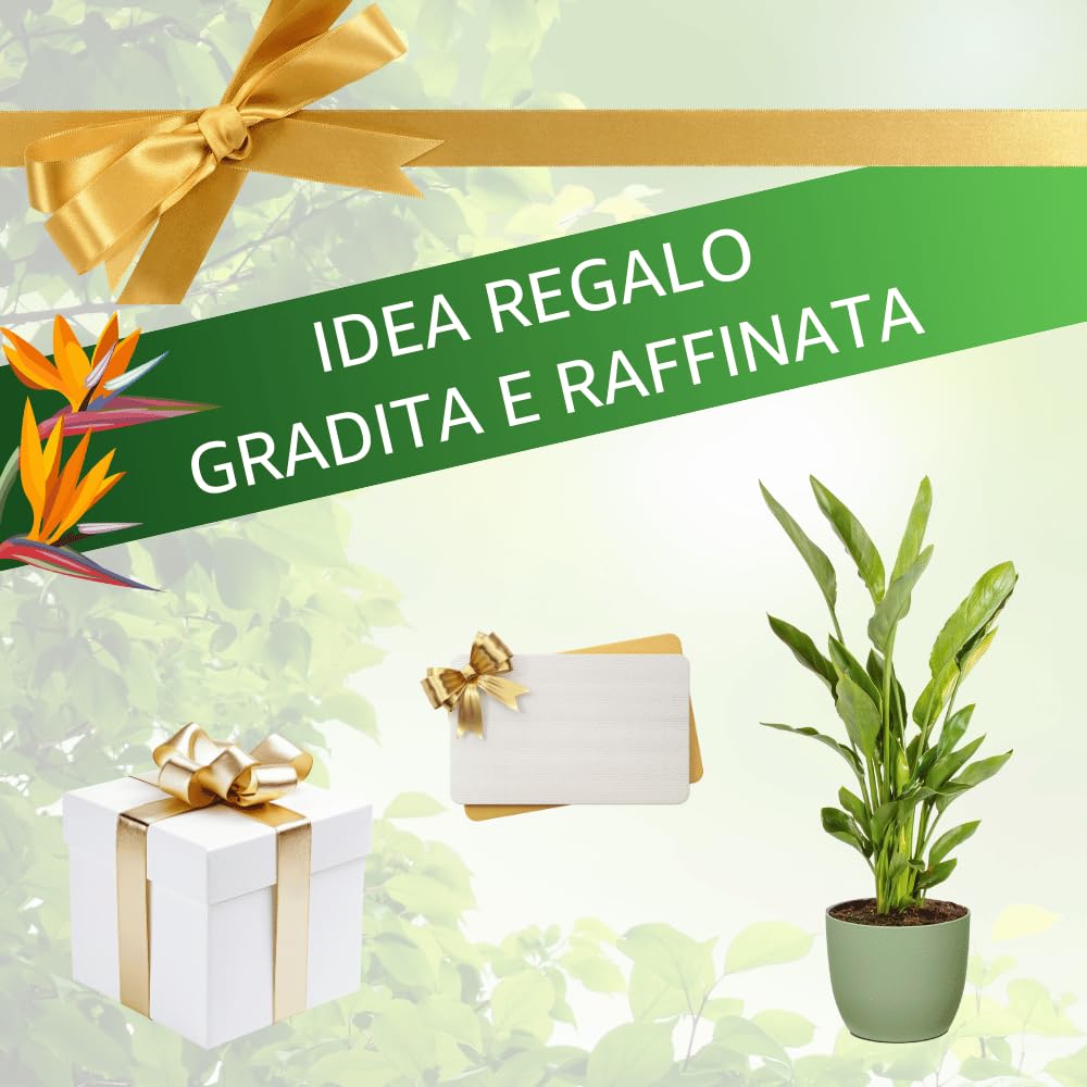 Strelitzia Reginae Uccello del Paradiso, Pianta Vera Decorativa, Vaso 24 cm, h 90 cm (Vaso Verde Salvia)