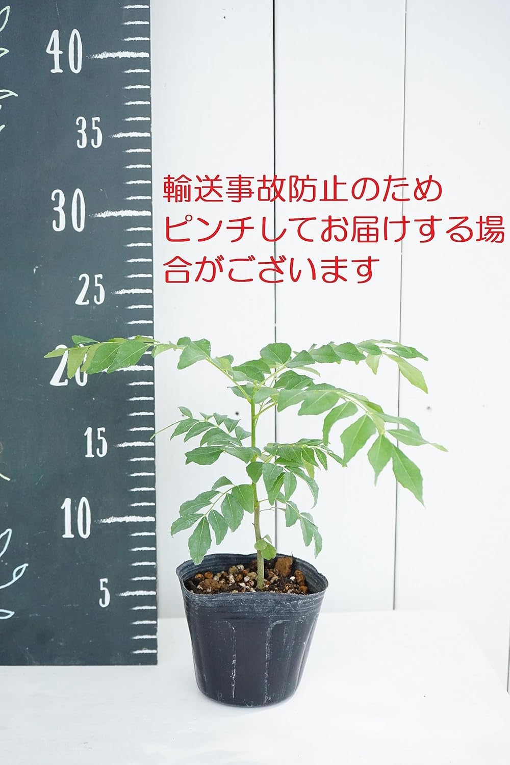 Amazon | カレーリーフ 苗 9cmポット 2株 カレーの木 Curry Leaf