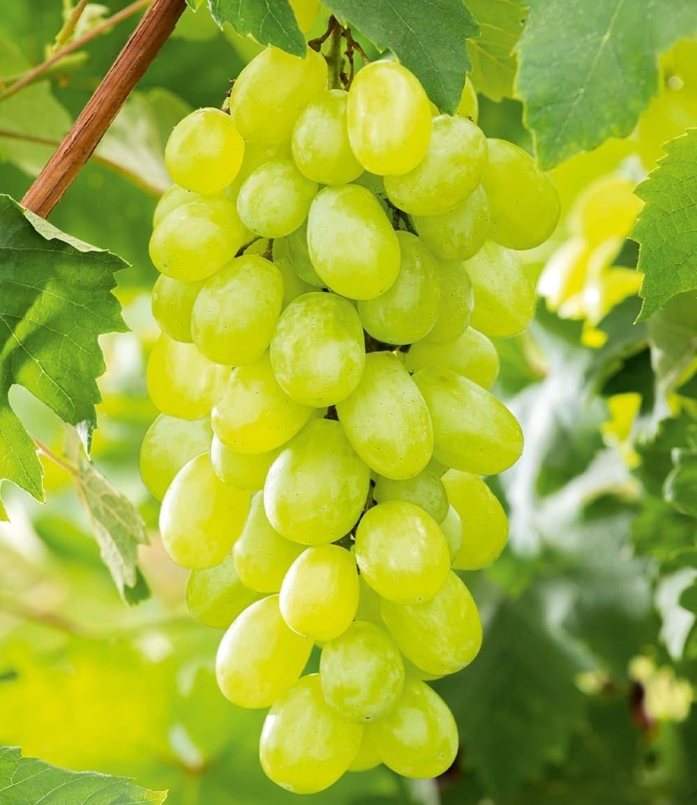 BALDUR Garten 3er Kernlose Tafel-Trauben-Kollektion, 3 Pflanzen je im 10 cm-Topf, Weinreben Sortiment kernlos, Sorten New York, Vanessa, Venus, winterhart, resistente Züchtungen, Vitis vinifera