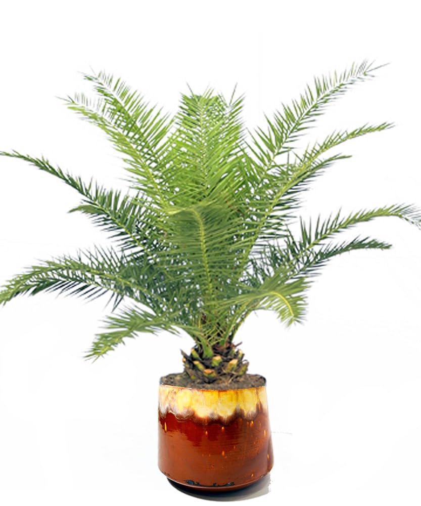 Palm tree bonsai,Bonsai tree for palm (Pack of 1 with pot)-image-29