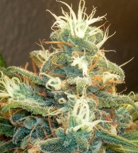 Gemini Gemini How To Fast Dry Fresh Cannabis/Marijuana Buds cover
