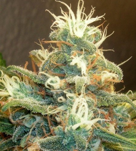 61dkJVno JL. SL500  - How To Fast Dry Fresh Cannabis/Marijuana Buds