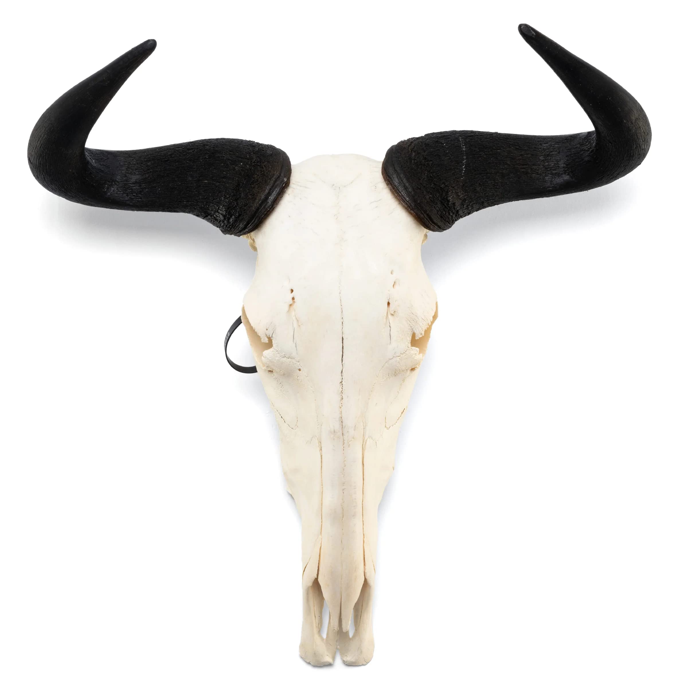 Blue Wildebeest Skull (Natural Bone Quality A)