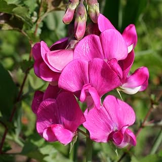 Wicken Hardy Perennial Sweet Pea Seeds Sweet peas Sweet Pea Lathyrus odoratus Balcony Balcony Flowers Gardening Wild Flower Meadow Seed Perennial Balcony 100 Pieces