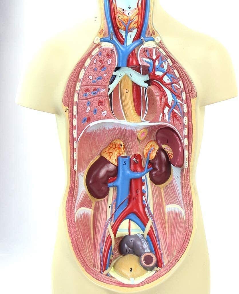 Torso Modelo Anatómico Desmontable del Cuerpo 12 Piezas De PVC De Equipos Médicos para Los Órganos Anatómicos, Kits De La Ciencia, Los Suministros De Laboratorio 43Cm