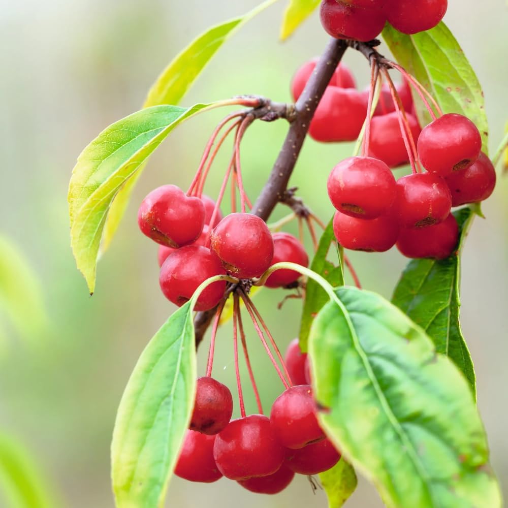 Crabapple Tree Live Plant 6 to 10 Inch Tall, Crabapple Plant Live Well Rooted Starter Plant Zones 4 to 9