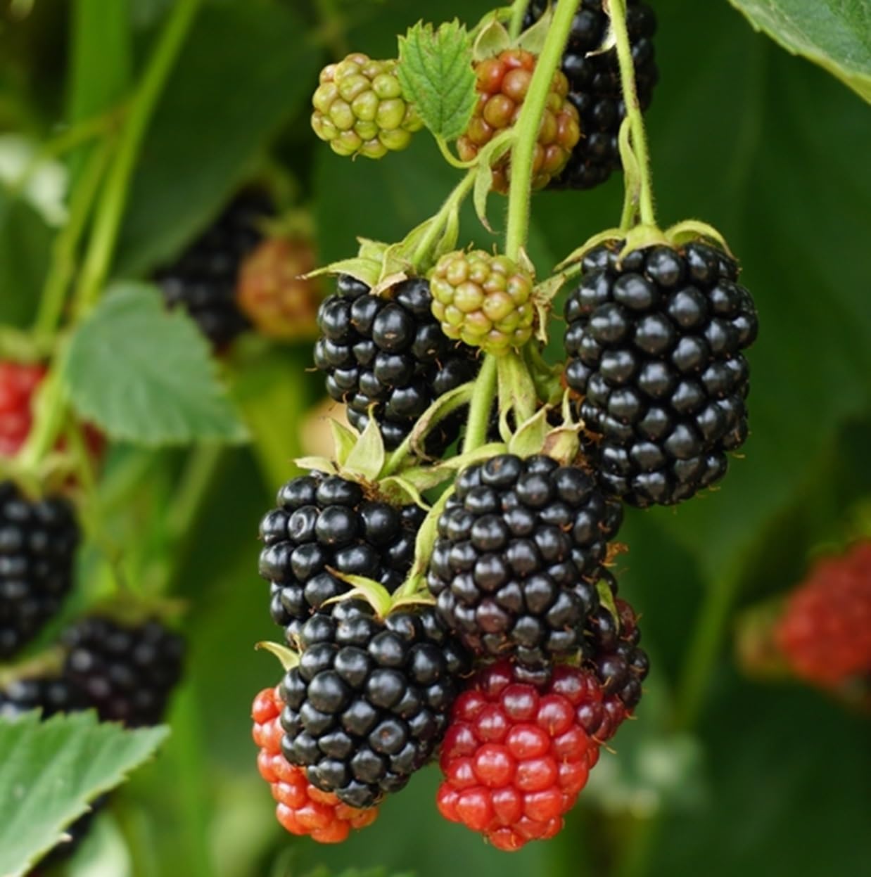 Apache Thornless BlackBerry Seedlings for Planting - Well Rooted 1 Yr. Seedlings, Ready to Plant (2 Seedlings)