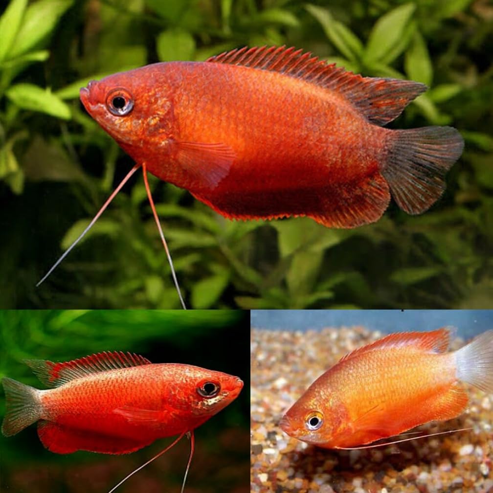 Red Honey Gourami live fish (packs of 4) - Aquarium Exotic Freshwater Live Fish Aquarium Fish