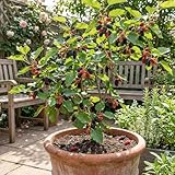 Bloomique – Morus rotundiloba Mojo Berry – Zwergmaulbeere – Gartenpflanze – Winterhart – 50–70 cm hoch – Topfgröße 19 cm