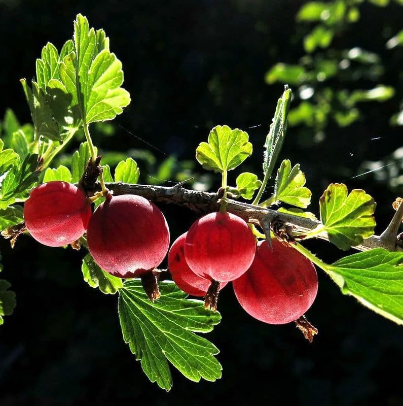 1 Gooseberry Plant Live, Gooseberry Bush Live Plant for Planting Your Garden, Gooseberry Shrub Starter Plant 5-9 Inch Height