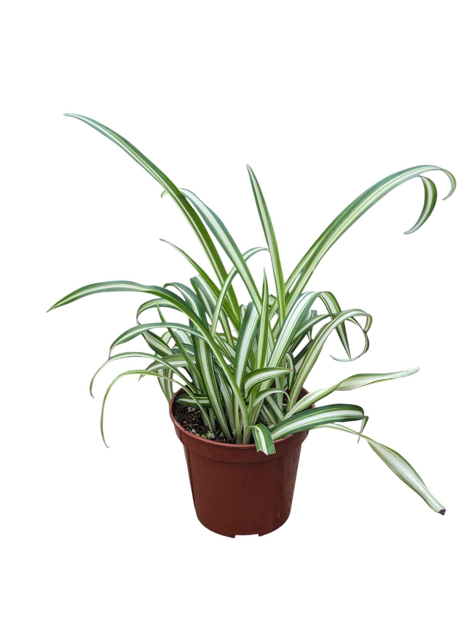 Live Spider Plant in 4 Inch Pot