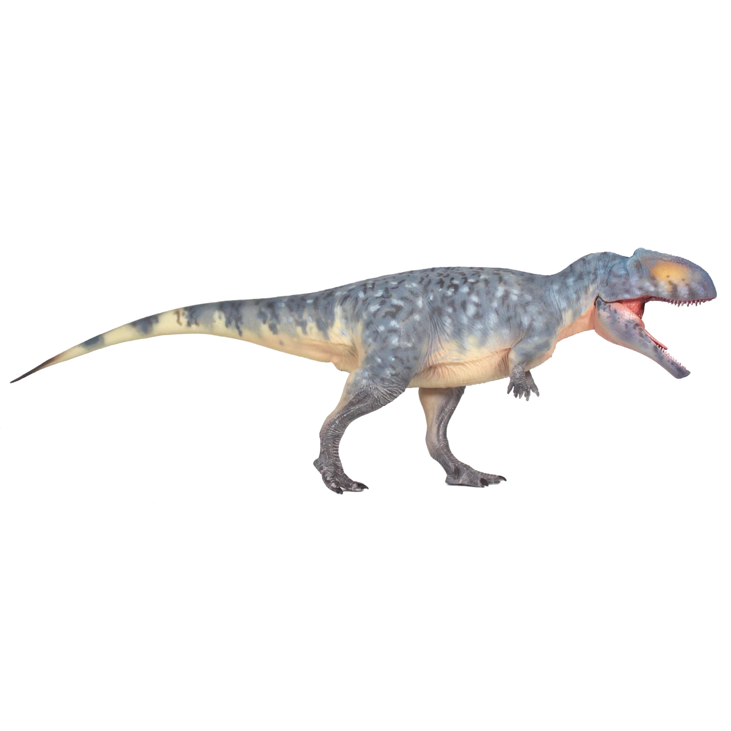 Amazon.com: HAOLONGGOOD New Giganotosaurus 1：35 Science and Art