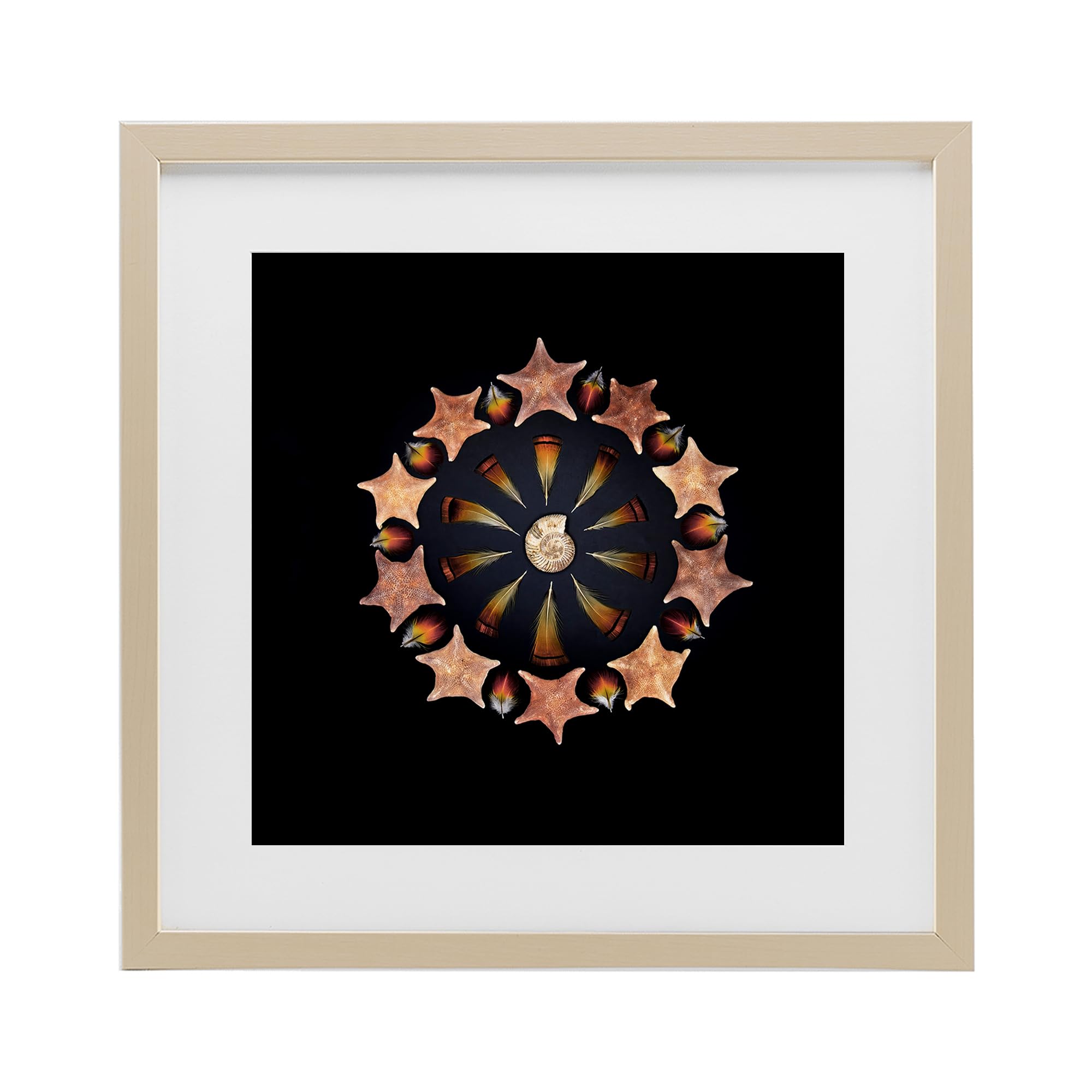 Stupell Industries 'Nautical Nature Arrangement', Framed Print Under Glass, Brown, 16 x 16 Inches, Easy to Hang and Sturdy, Made in USA, by Beth Adoette