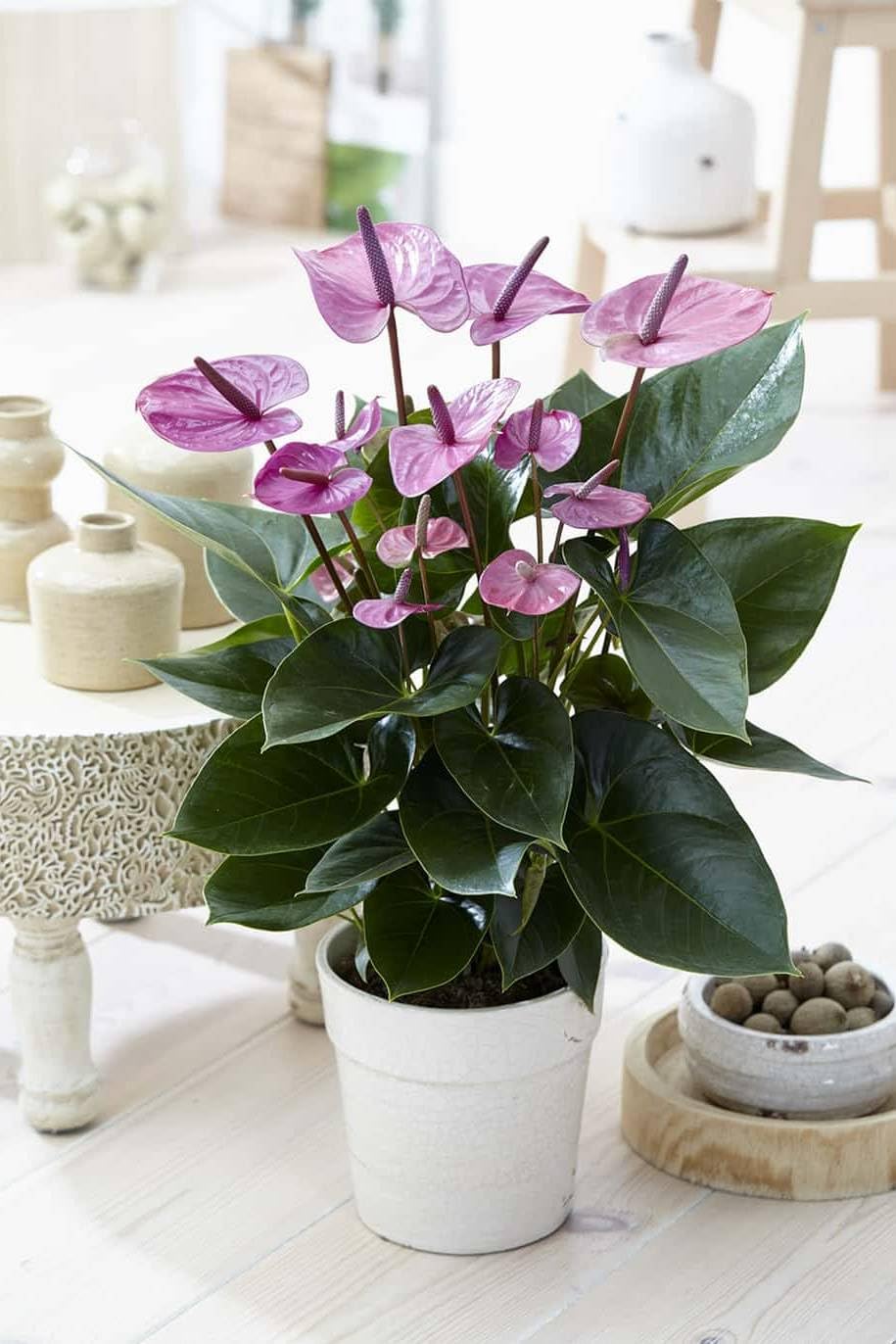65+ Seeds- Dwarf Anthurium Flower Seeds-Grow Indoor & Outdoor Both-Year Round. (Purple) (B0CY3JK2S7) Amazon Price History, Amazon Price Tracker