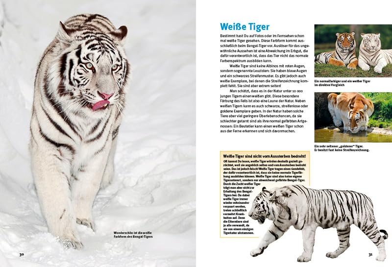 Entdecke die Tiger: Mit großem Tigerquiz (Entdecke - Die Reihe mit der Eule: Kindersachbuchreihe)