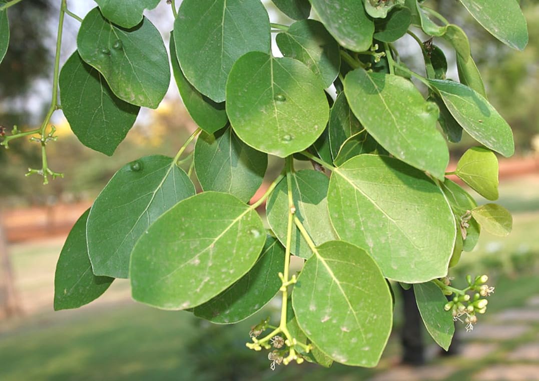 Plantzoin Clammy cherry Lasora Cordia dichotoma Cherry Live Plant (B092NQ5WJL) Amazon Price History, Amazon Price Tracker