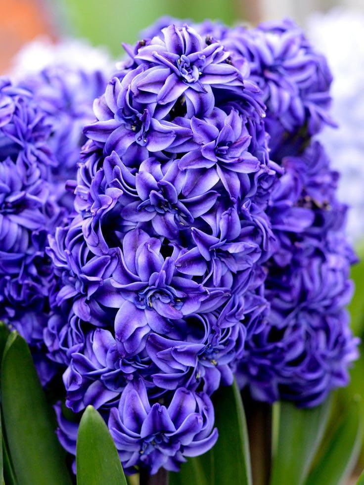 Hyacinth double flower bulbs for Home and Gardening Pack of 4 Bulbs (DARK PURPLE)-image-16