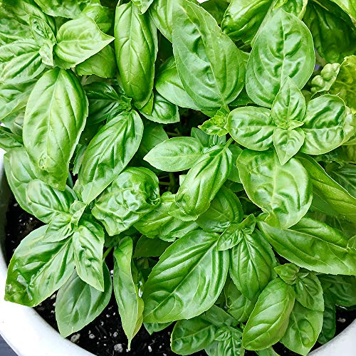 バジルの種類・品種10選! 特徴や違いを紹介 ｜ 野菜作り一年生