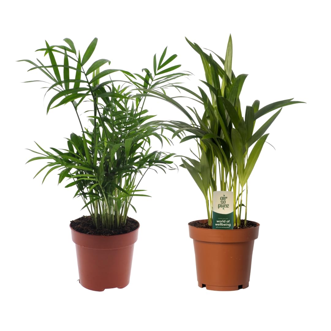 Coppia Piante da Interno Dypsis e Chamadorea Verde, Vaso Ø12cm H40cm