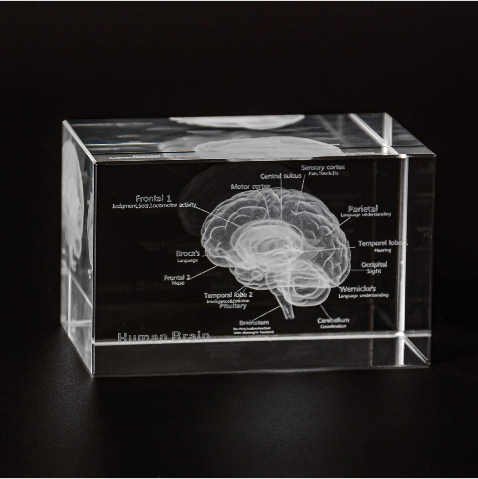 Ultrassist 3D Human Brain Crystal Model, Laser Etched Anatomical Model for Home and Office Decoration, Neurology Gifts