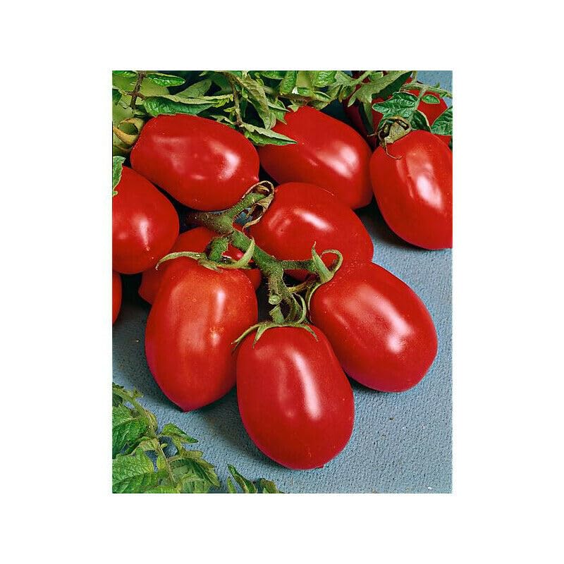 Buy4Seeds 80 Seeds Tomato Davis Easy to Grow
